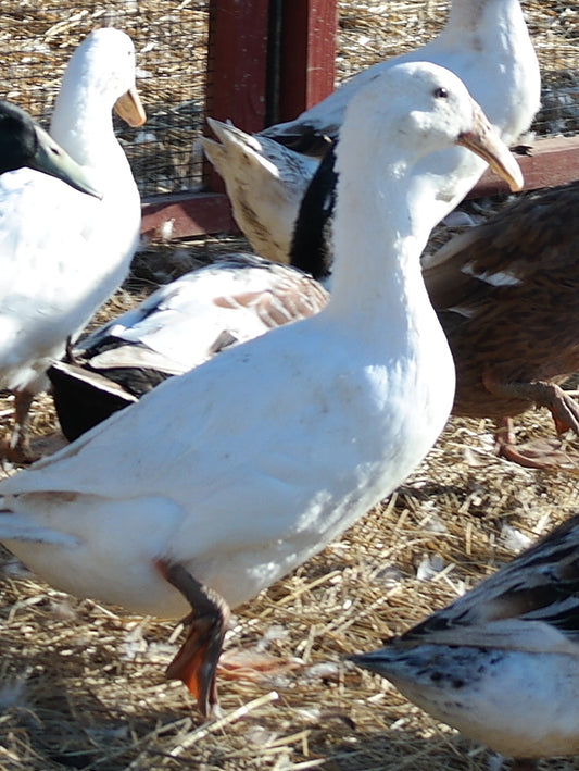 White Dutch Hookbill Duckling - Shipped Box of 10