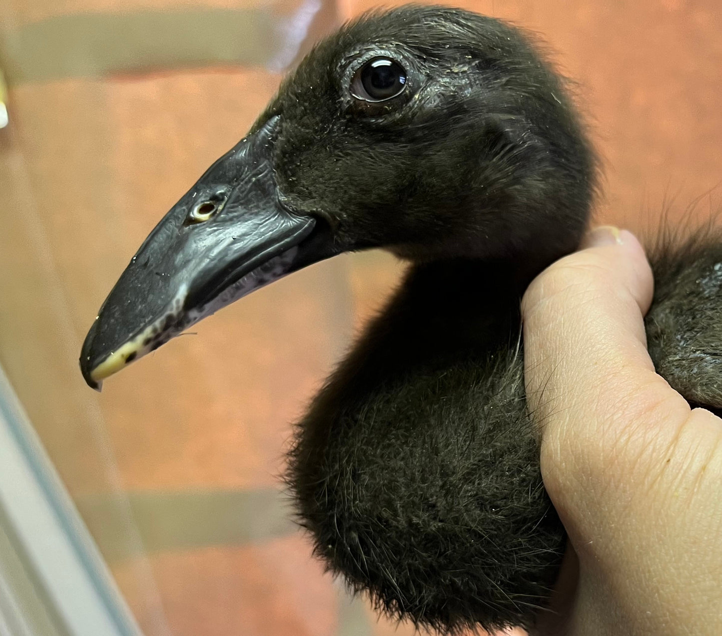 Duckling PreOrder Call Ducks and Dutch Hookbills
