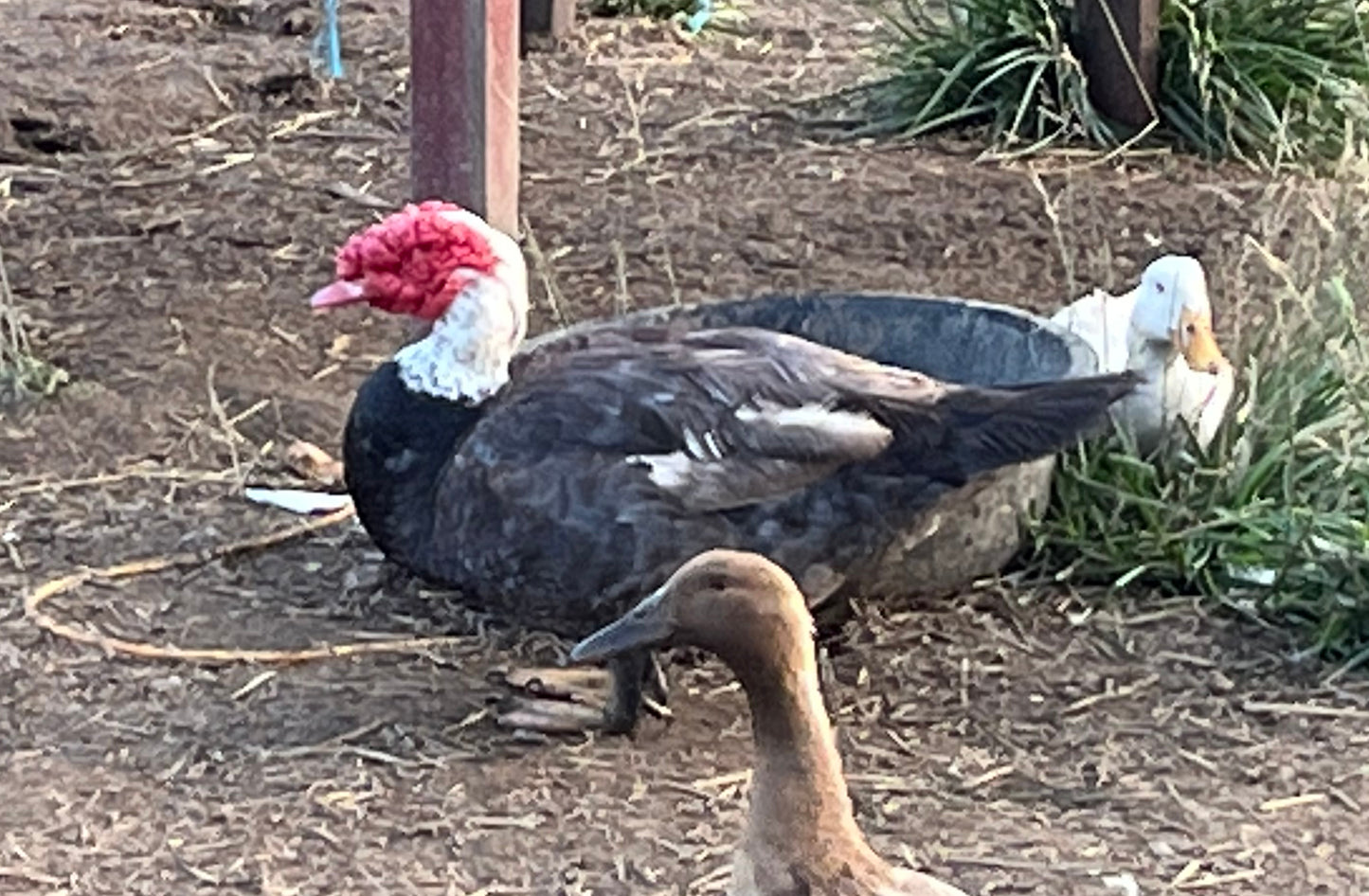 Muscovy Pair