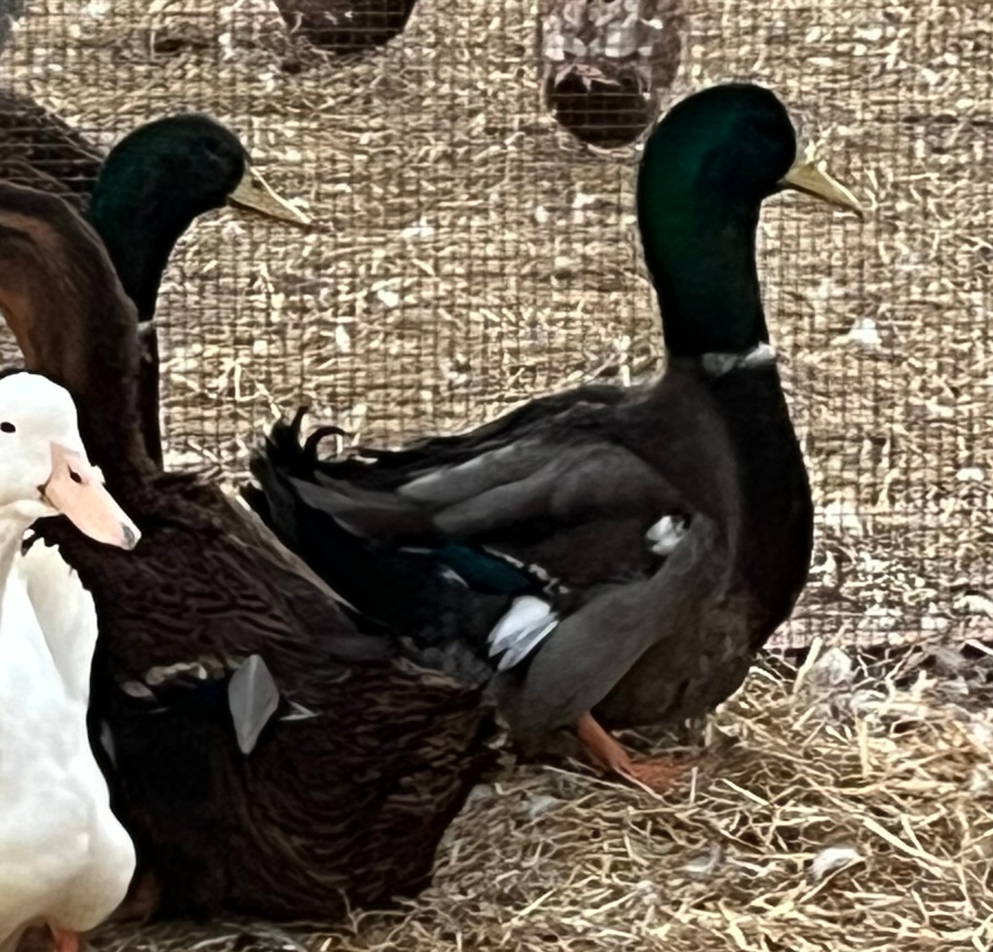 16 Eggs Exhibition Rouen