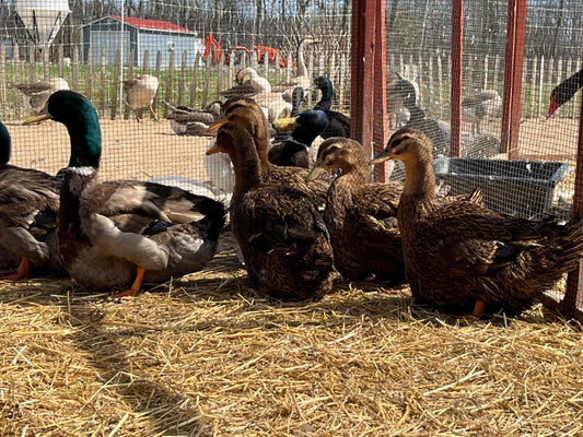 16 Eggs Exhibition Rouen