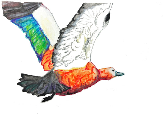 7 Printed Original Art Duck Greeting Cards