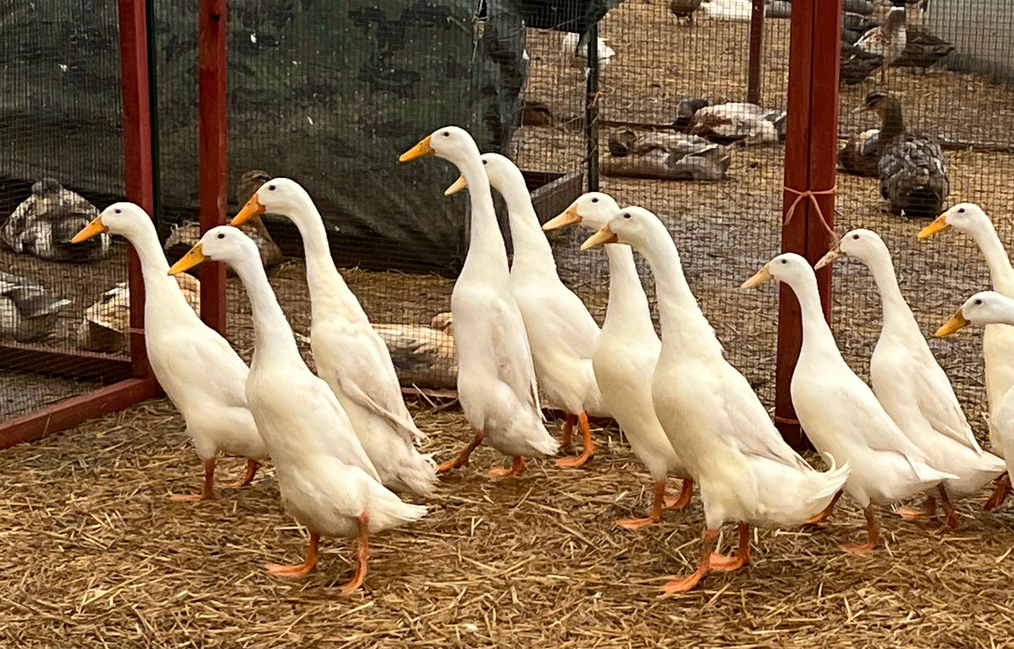 16 Eggs White Runner Duck