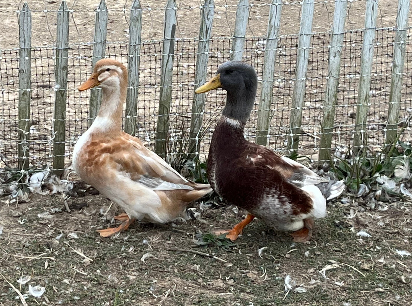 Breeder Saxony Drake