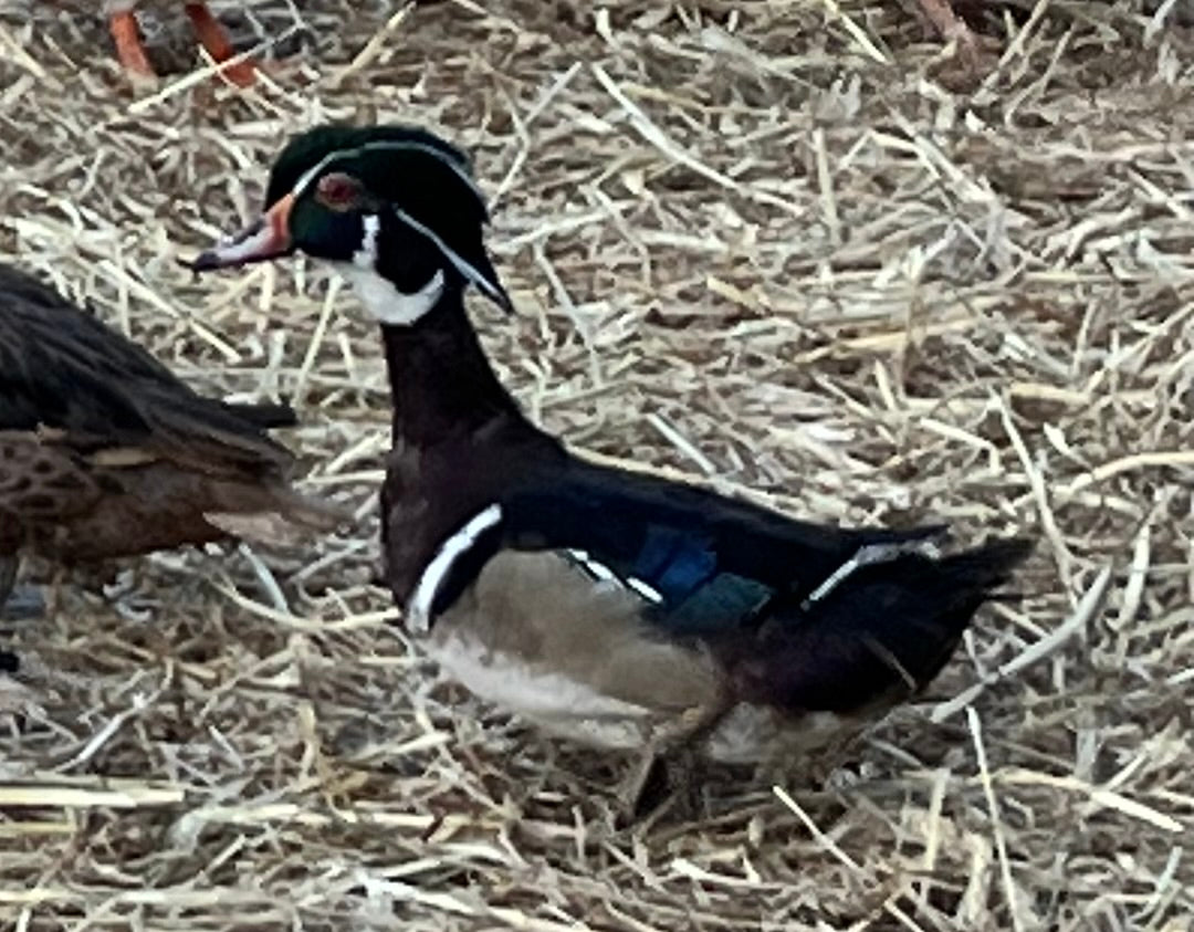 Hatch-A-Saurus Egg Assortment