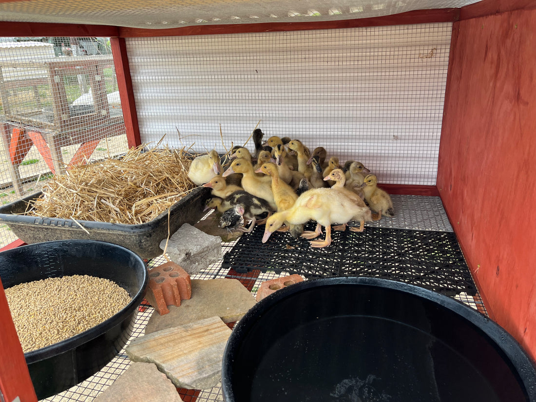 Raising Ducklings