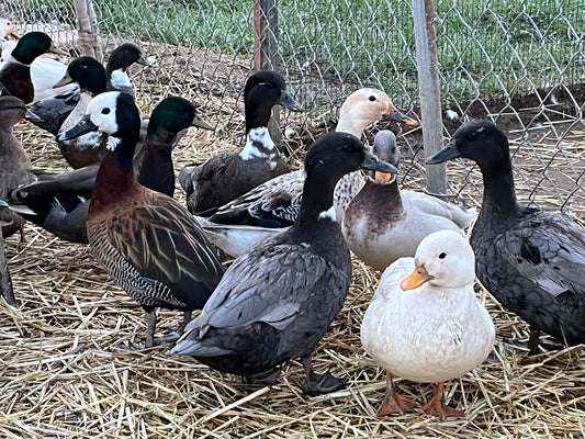 Duck Shows and Competitions