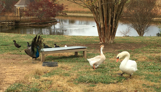 Mute Swans