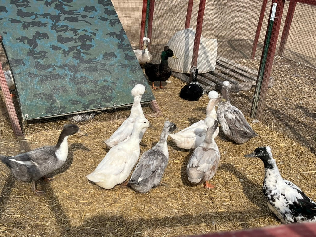 Crested Blue Forest Duckling–Shipped Box of 10