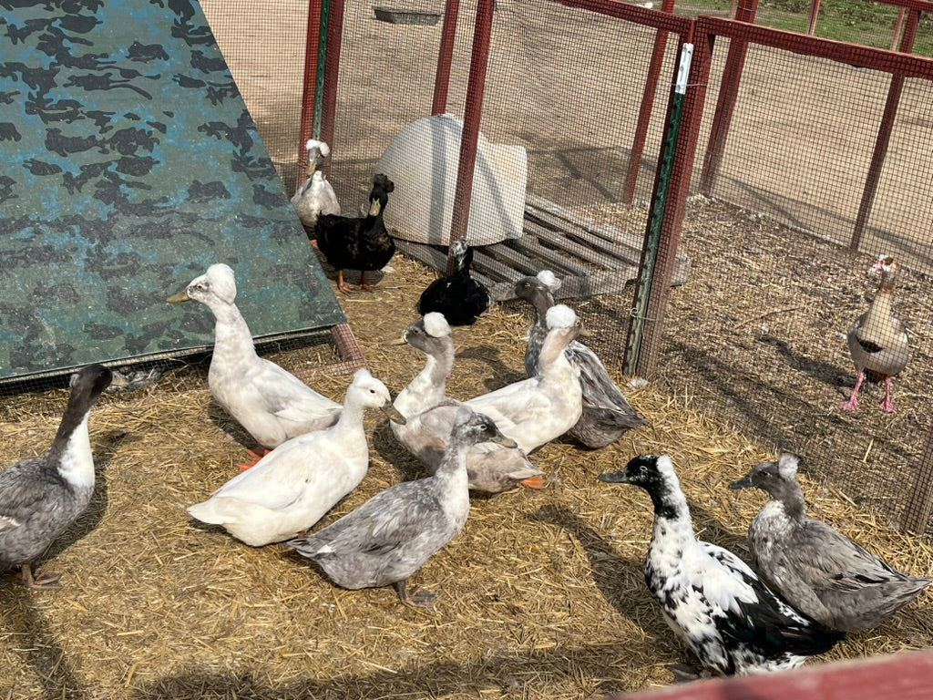 Crested Blue Forest Duckling–Shipped Box of 10