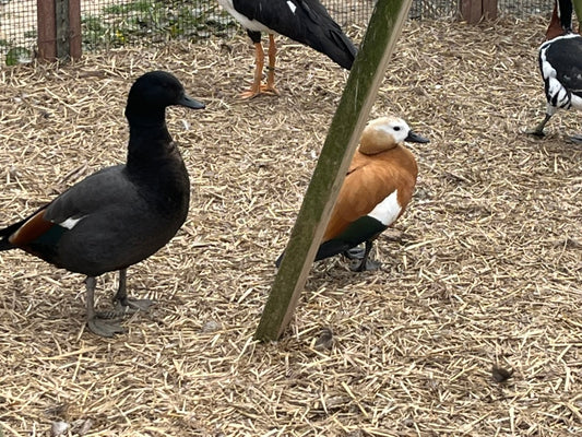 Ruddy Shelduck