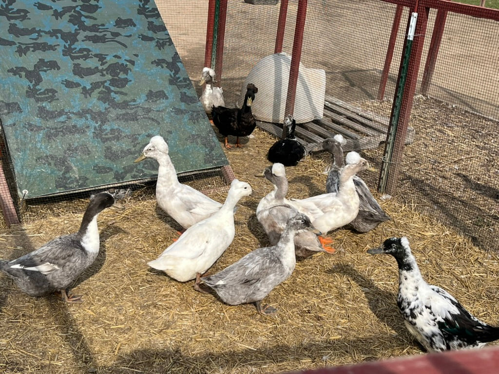 Crested Blue Forest Duckling–Shipped Box of 10