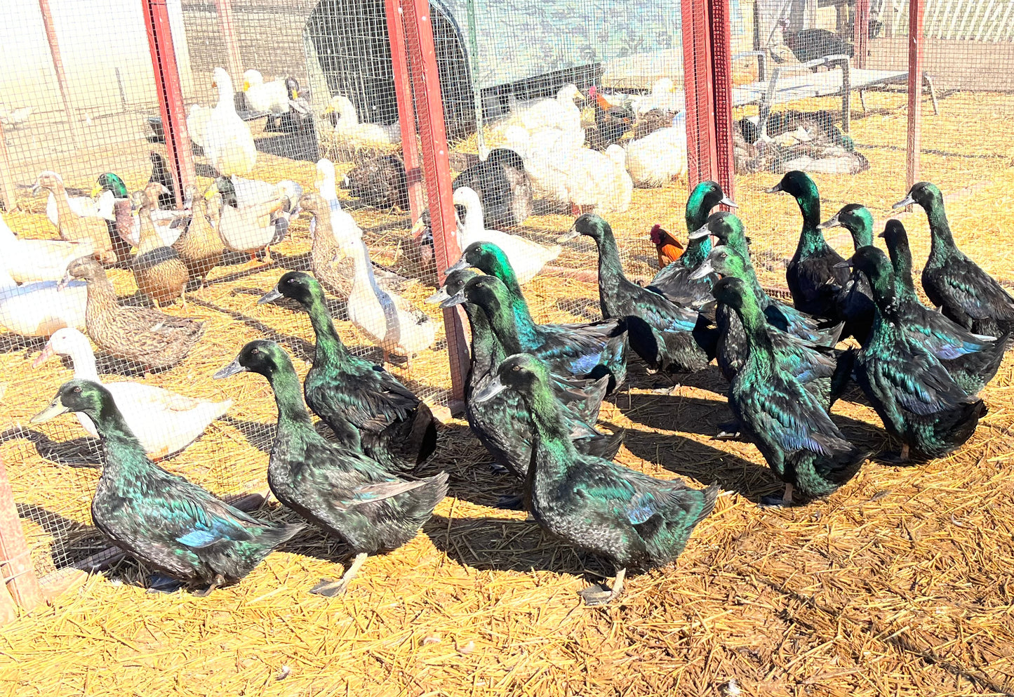 Cayuga Duckling–Shipped Box of 10