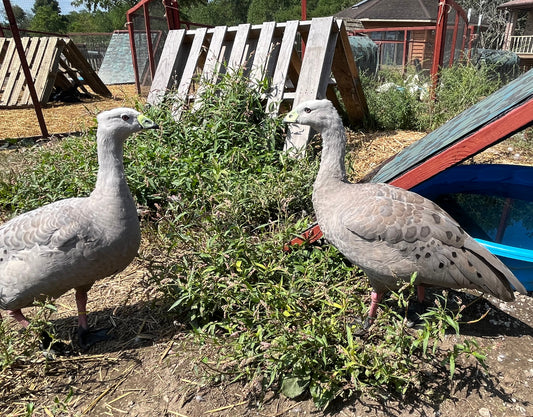 Cape Barren Geese (Pair)