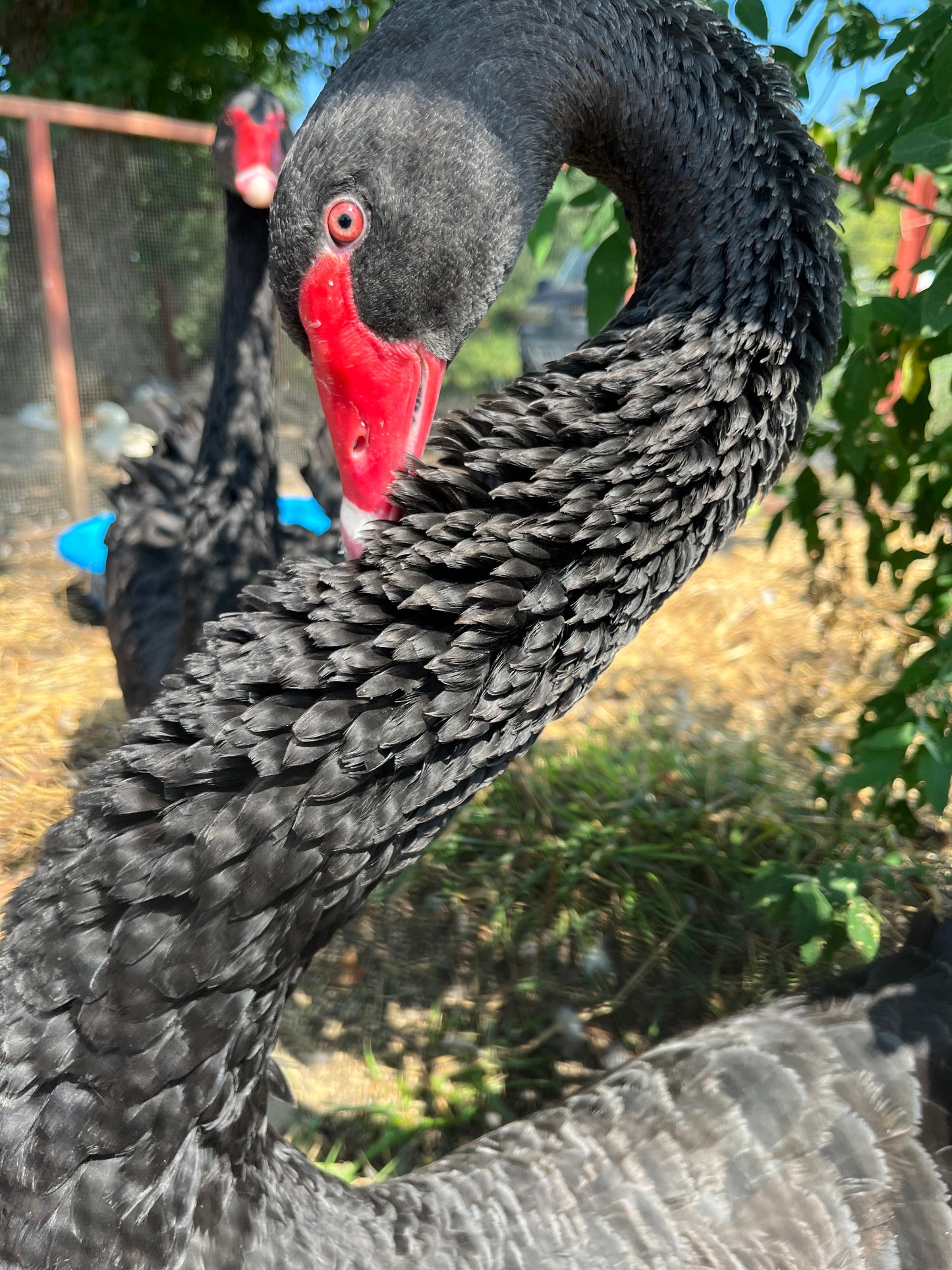 Australian Black Swan (Pair)