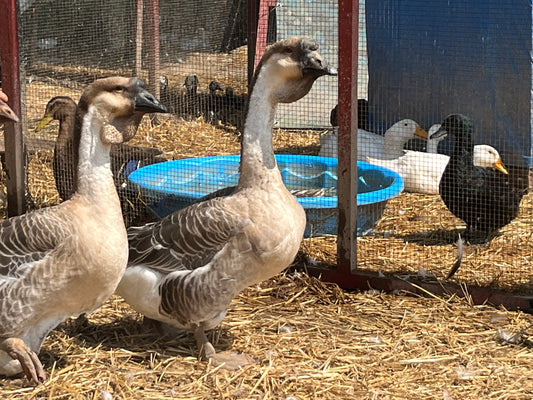 Giant African Geese (pair)