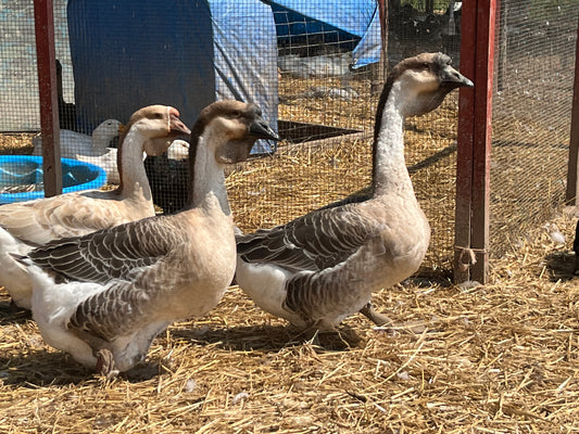 5 Giant African Goose Eggs