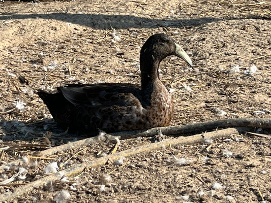 Dutch Hookbill Drake