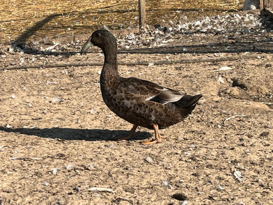 Dark Dusky Dutch Hookbill Duckling - Shipped Box of 10
