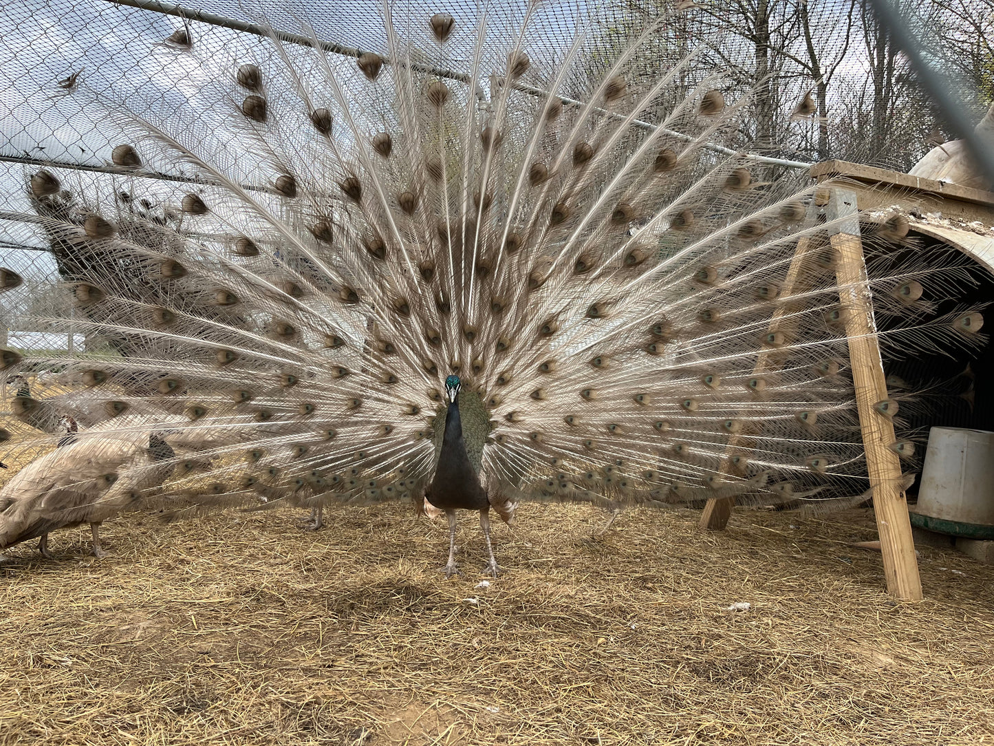 Peafowl Pair