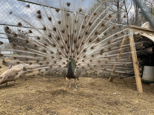 Peafowl Egg