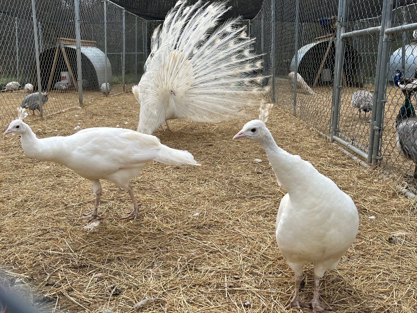 Peafowl (4-6 month old)