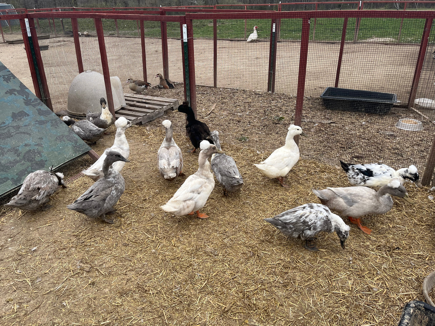 20 Eggs Crested Blue Forest Duck