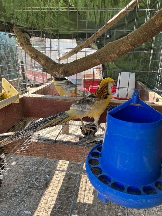 Yellow Golden Pheasant