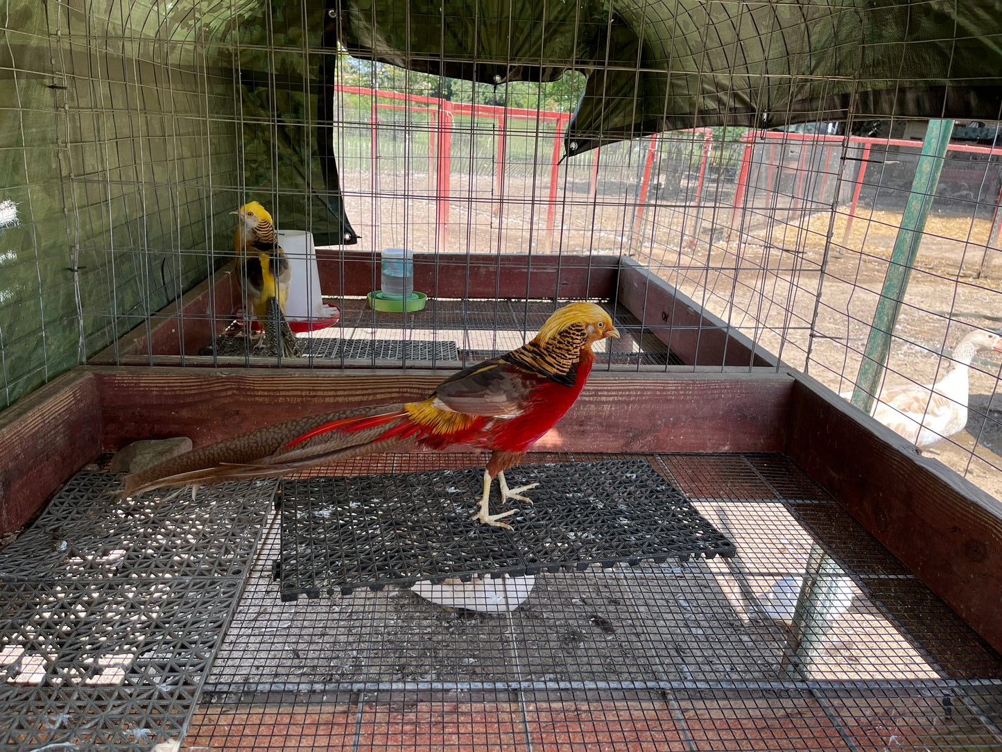 Red Golden Pheasant