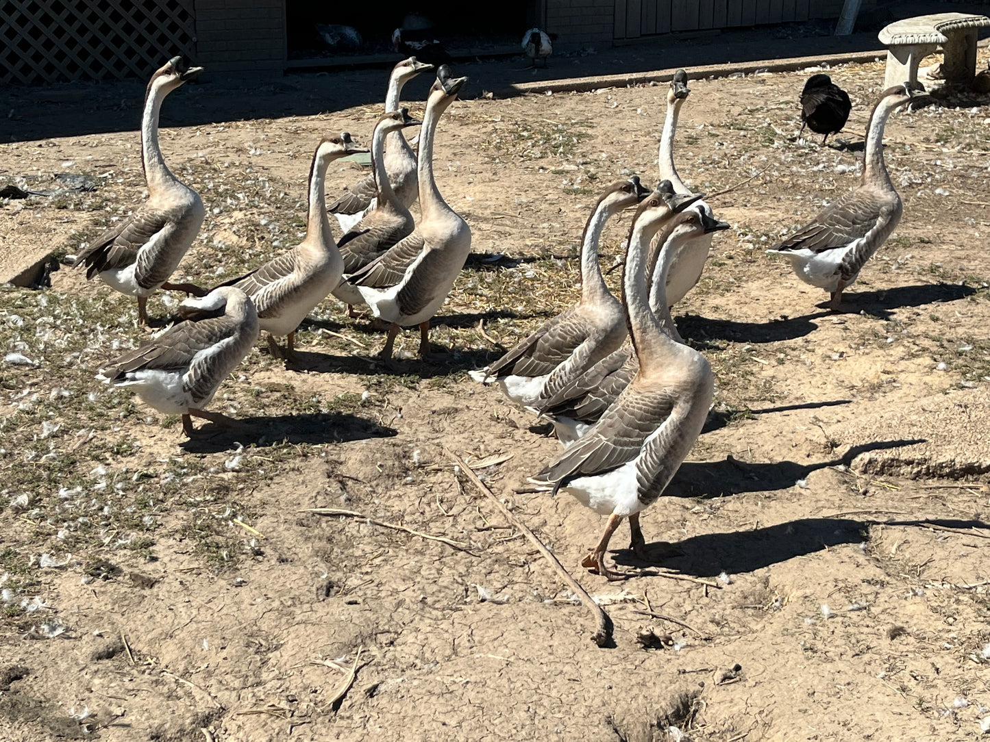 Brown Chinese Geese (pair)