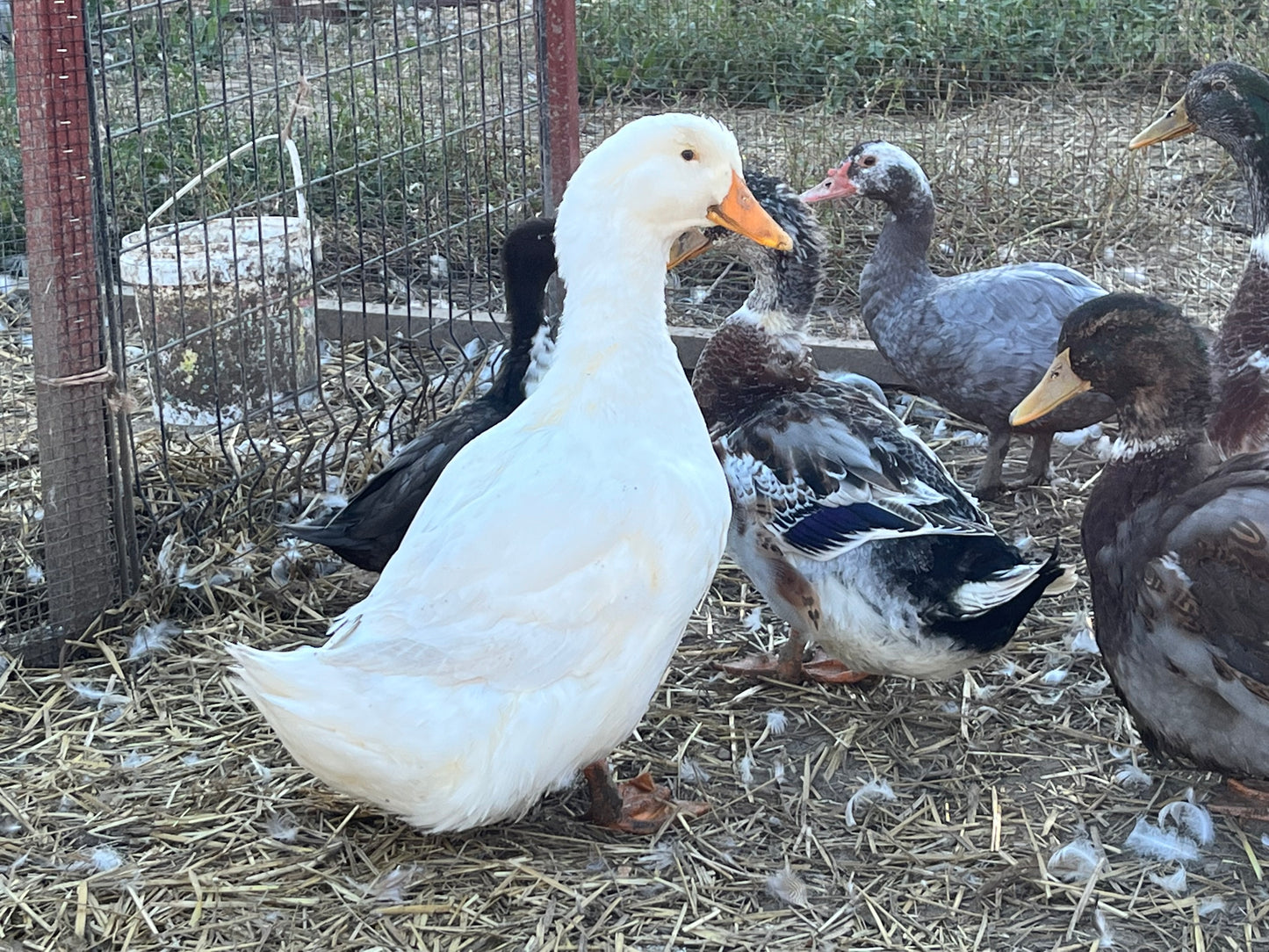 Exhibition Jumbo Pekin (day-old)