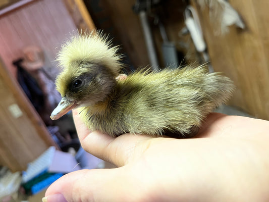 Crested Duck Egg