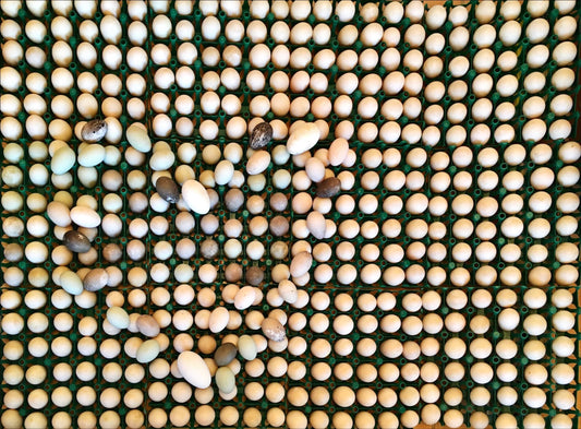 20 Domestic Duck Eggs