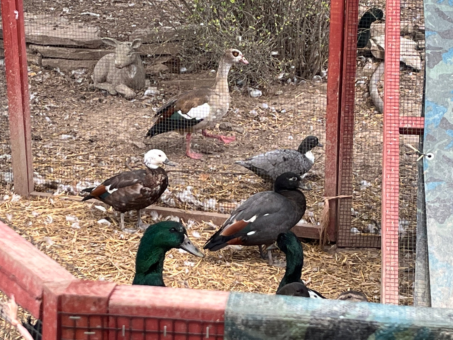 Paradise Shelduck (Pair)