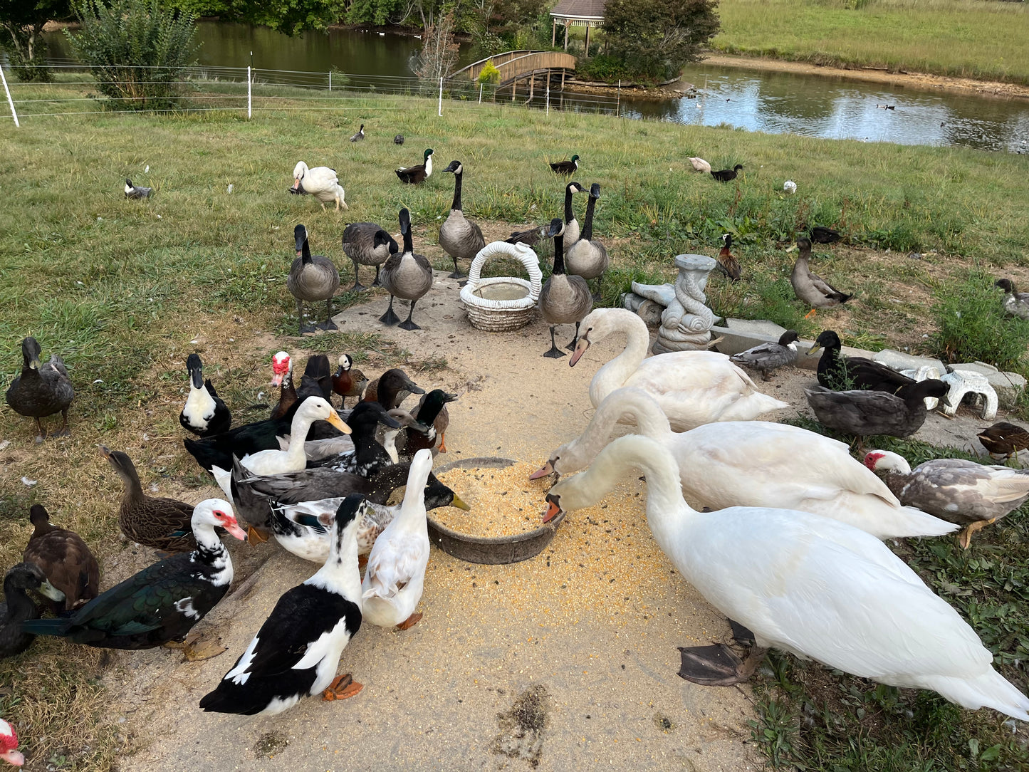 Hatch-A-Saurus Egg Assortment