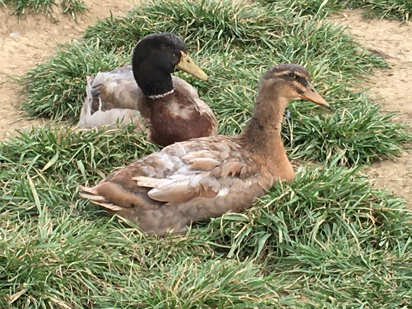 Premium Ducklings