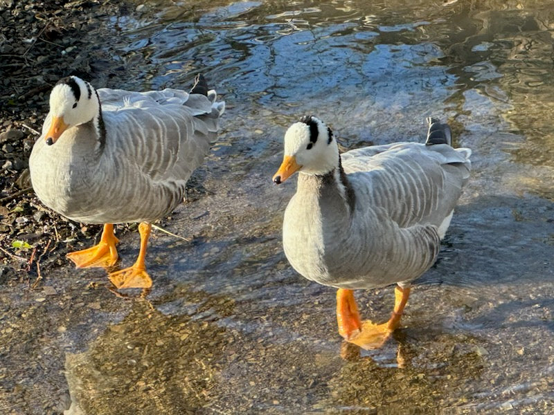 Barhead Geese (Pair)