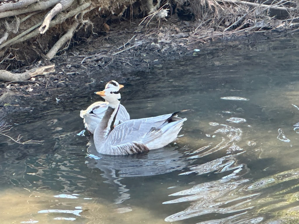 Barhead Geese (Pair)