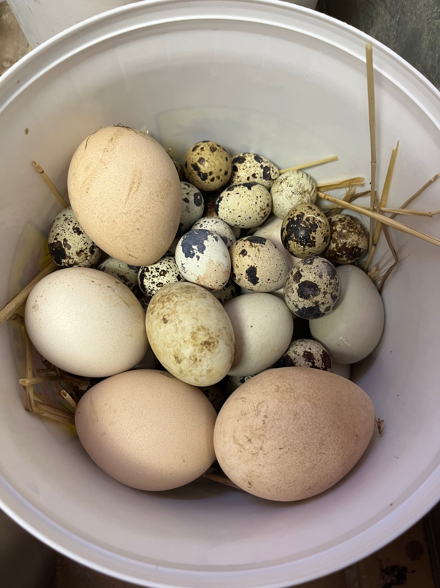 Hatching Eggs (ten eggs)