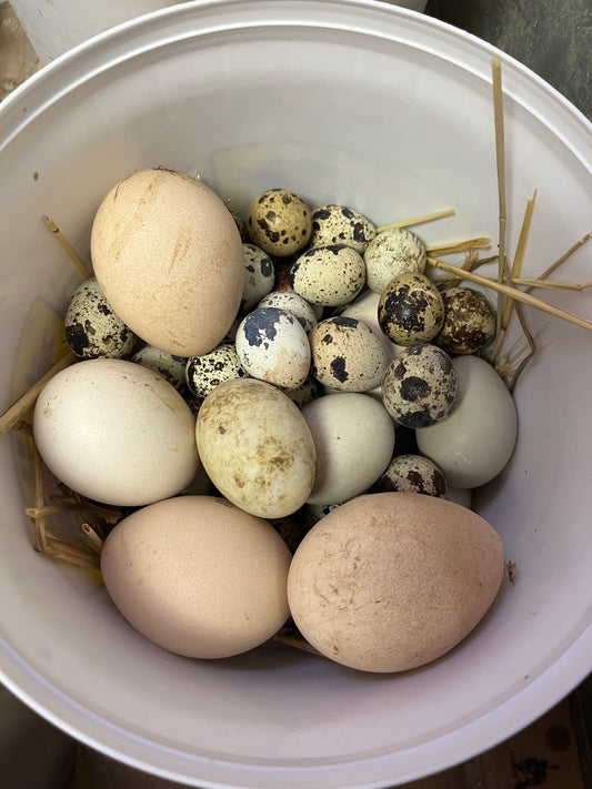 Hatching Egg Reorder