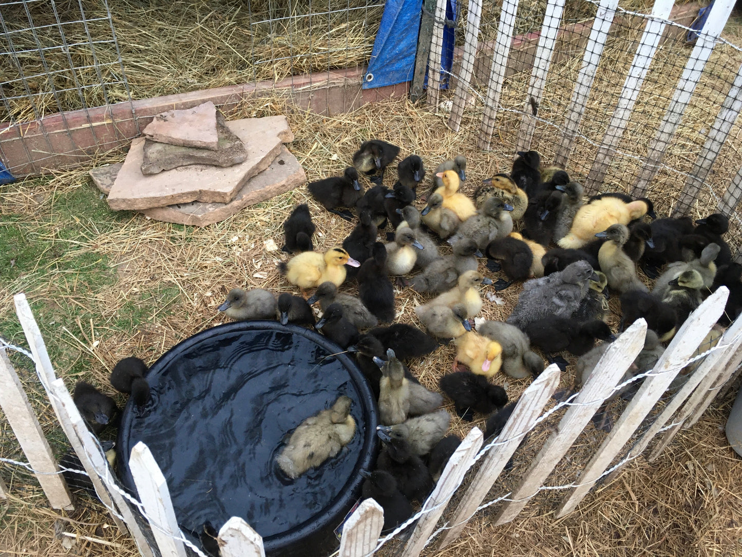 Hatch-A-Saurus Egg Assortment