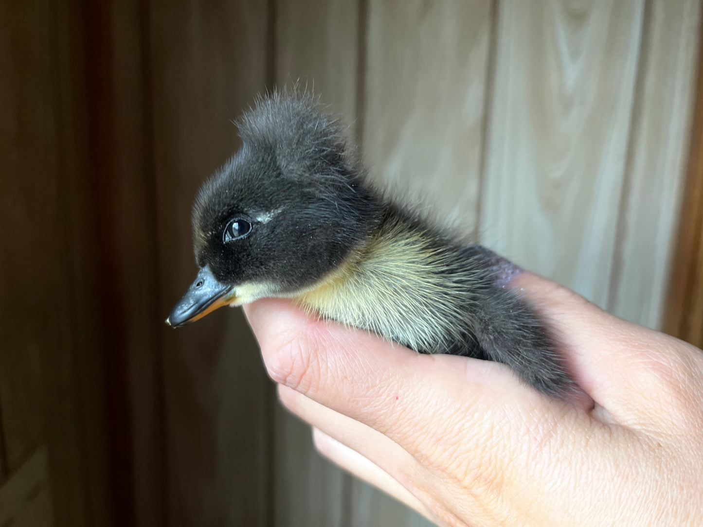 Crested Blue Forest Duckling–Shipped Box of 10