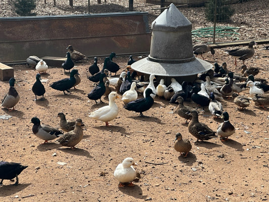 10 Snowy Call Duck Eggs