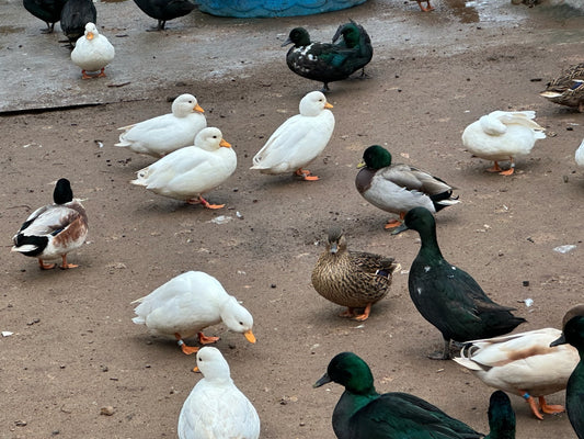 10 Snowy Call Duck Eggs
