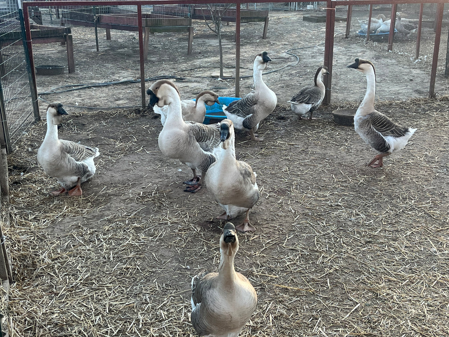 5 Goose Eggs, Assortment