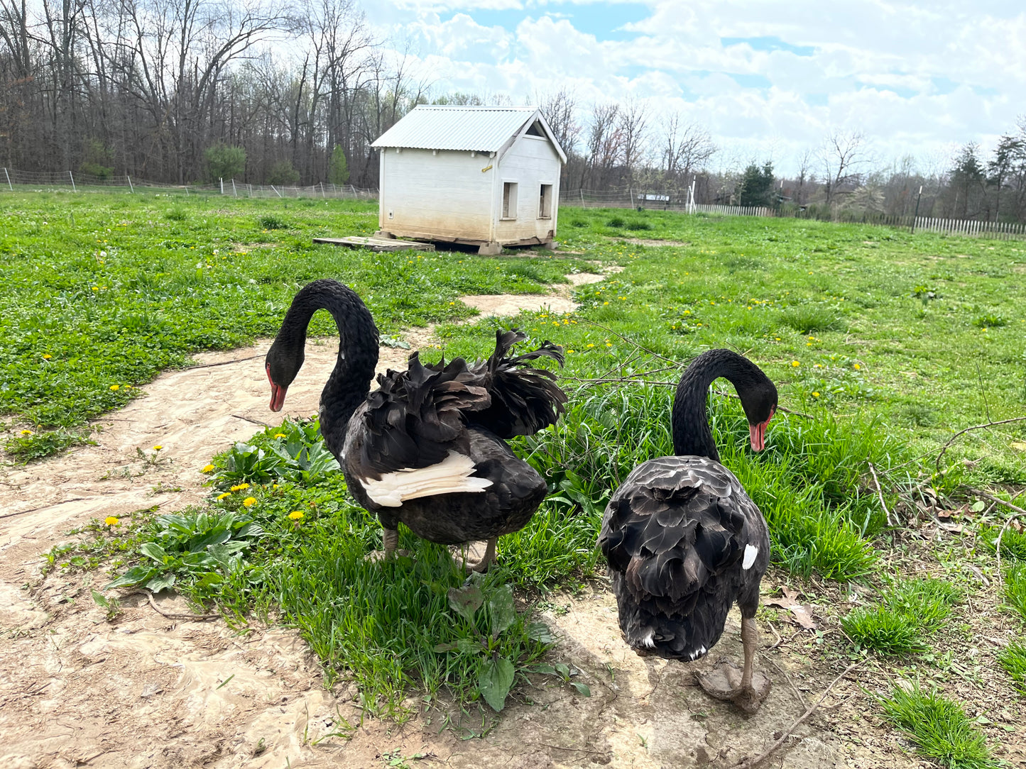 Australian Black Swan (Pair)