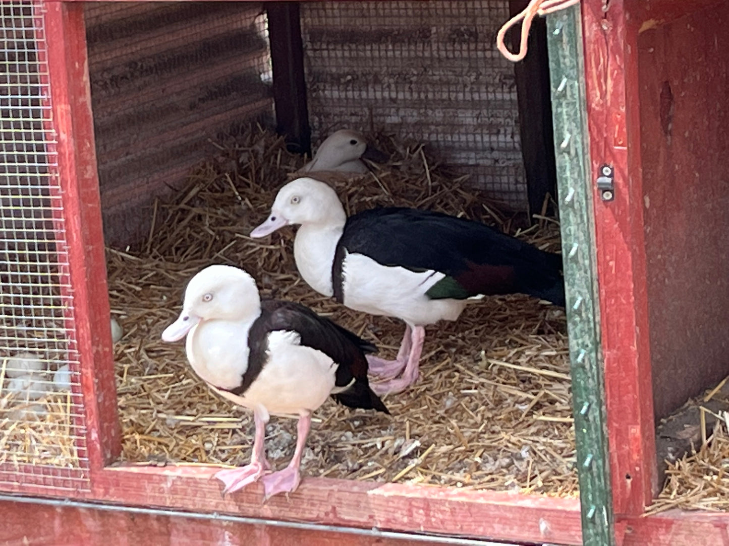 Hatch-A-Saurus Egg Assortment