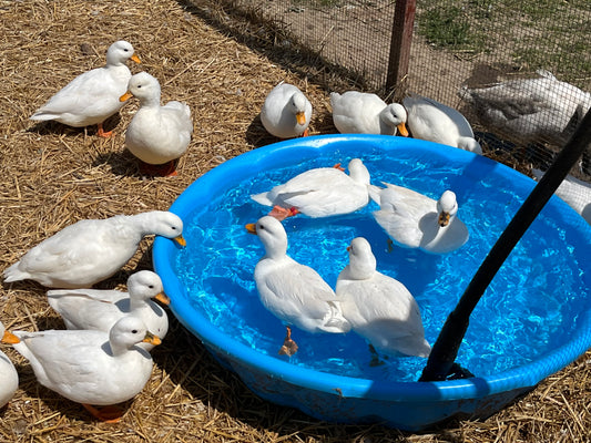 20 Call Duck Eggs Assorted Pure Color