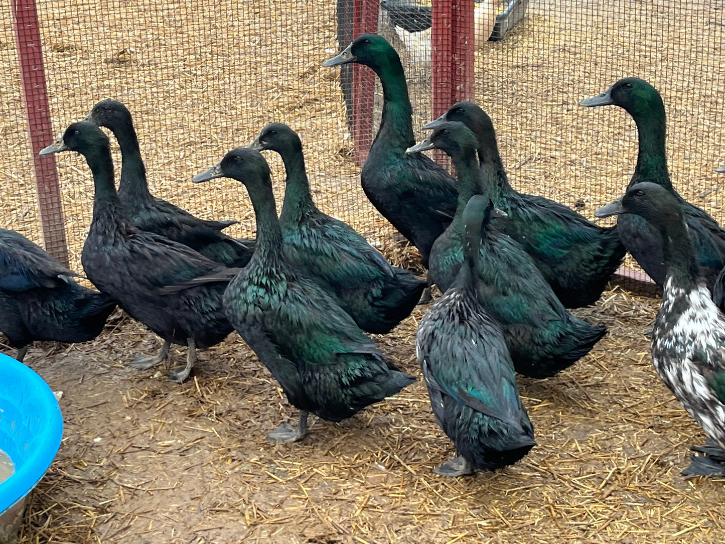 20 Duck Eggs Assortment