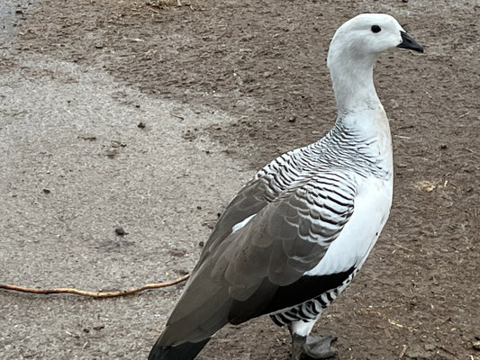 Magellan Geese (Pair)